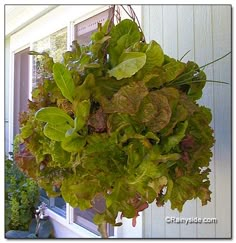 a bunch of lettuce hanging from the side of a house