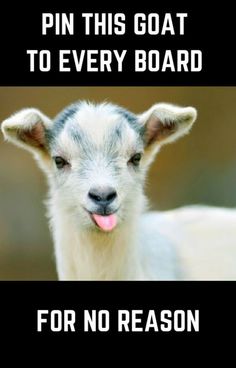 the top 12 hilarious experiences of a homesteader sheep for kids and grown - ups