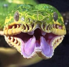 a green snake with its mouth open and it's tongue out