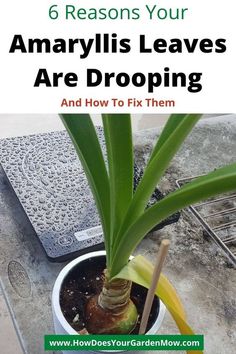 a potted plant with the title 6 reasons your amaryllis leaves are dropping and how to fix them