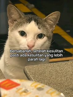 a cat sitting on top of a table next to a plate with writing on it