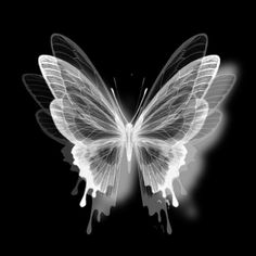 a black and white photo of a butterfly with wings spread out, in the dark