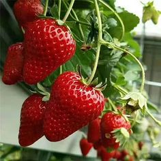 some strawberries are growing on the plant