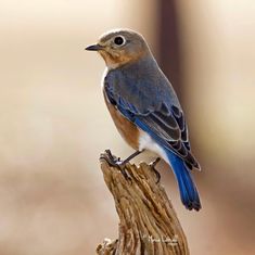 a small blue bird perched on top of a piece of wood