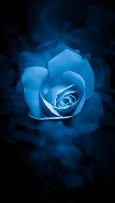 a blue rose is in the dark with water droplets on it's petals and leaves