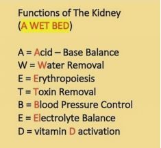 the functions of the kidney a wet bed b acid - base balance w = water removal e = entropiesis