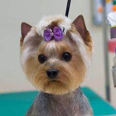 a small dog with a purple bow on it's head