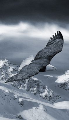 a large bird flying over snow covered mountains