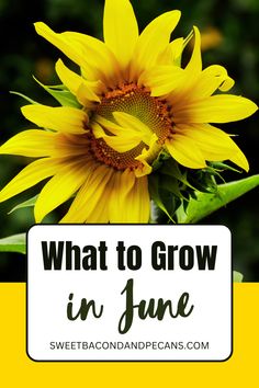 a yellow sunflower with the words what to grow in june on it and an image of