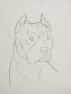 a pencil drawing of a dog's head