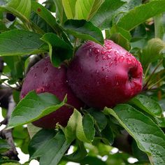 an apple tree with two apples on it's branches covered in raindrops