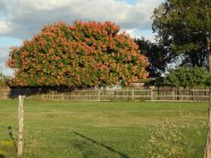 a large orange tree in the middle of a grassy field next to a wooden fence