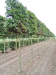 rows of trees lined up on the side of a dirt road