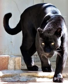 a black panther is walking on some steps and looking at the camera with yellow eyes