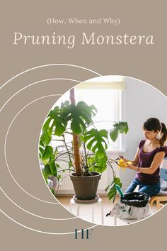 #monstera #monsteraplant #monsteradeliciosa #swisscheeseplant #monsteraadansonii #monsteracare #monsteracaretips #monsterapruning #monsteraplantpruning #pruningmonsteradeliciosa #monsteraadansoniipruning #pruningamonstera #monsteraplantcarepruning #pruningminimonstera #howtoprunemonstera #howtoprunemonsteradeliciosa #howtoprunemonsteraadansonii #howtoprunemonsteraplant #whentoprunemonstera #whyprunemonstera #trimmingmonstera #monsteraplantcaretrimming #cuttingmonsteraroots #cuttingmonsteraleaves Monstera Plant Care, Indoor Plant Wall