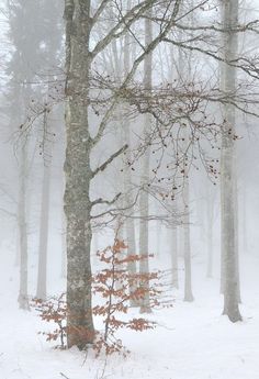 the trees are covered with snow in the woods