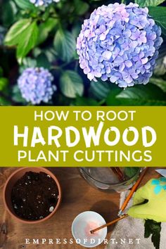 blue flowers with text overlay how to root hardwood plant cuttings