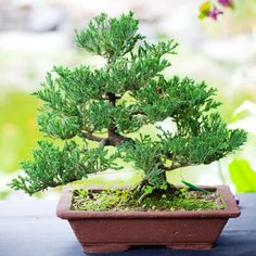 a bonsai tree in a pot on a table