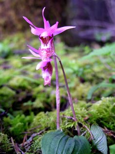 a pink flower is growing out of the ground in some mossy area with green leaves