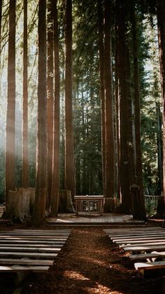 the sun shines through the tall trees near benches and picnic tables in a forest