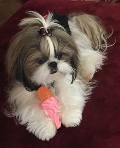 a small white and brown dog with a toy in it's mouth on a red blanket