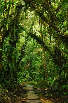 a stone path in the middle of a lush green forest