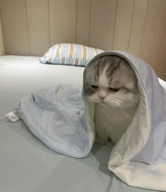 a gray and white cat sitting on top of a bed covered in a blue blanket