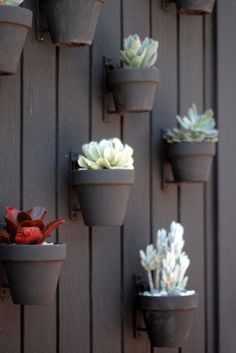 there are many potted succulents on the wall in front of each other