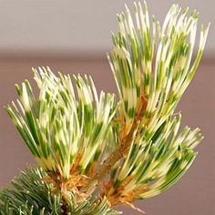 a close up of a small pine tree