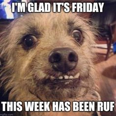 a dog that is smiling and looking at the camera with caption saying, i'm glad it's friday this week has been ruff