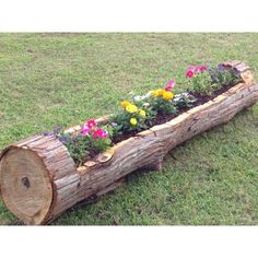 a log filled with flowers sitting in the grass