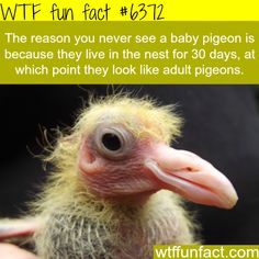 a close up of a baby bird with a caption in front of it that reads, the reason you never see a baby pigeon is because they live in the nest for 30 days at which point they look like adult pigeons