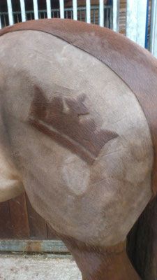 a close up of a horse's head with a fence in the background