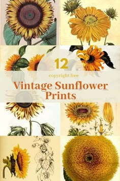 twelve vintage sunflower prints with the title 12 copyright fine