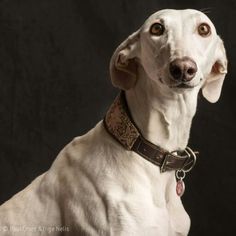 a white dog wearing a brown collar on a black background