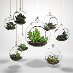 hanging glass planters with succulents in them