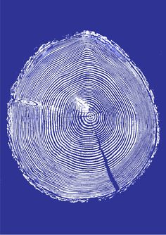 a cross section view of a tree trunk