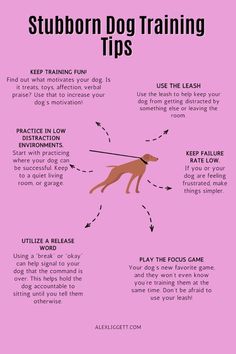 a pink poster with instructions on how to train a dog in the process of training