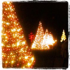 christmas trees are lit up at night in the dark