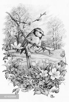 a pencil drawing of a bird on a branch in the middle of flowers and trees