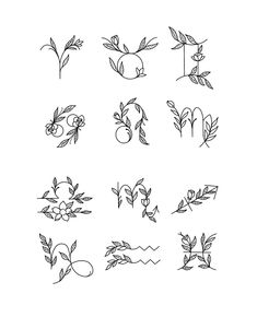 the different types of flowers and leaves drawn by hand