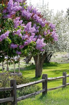 purple flowers are blooming on the trees and in the grass near a wooden fence