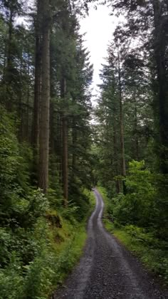 a dirt road in the middle of a forest