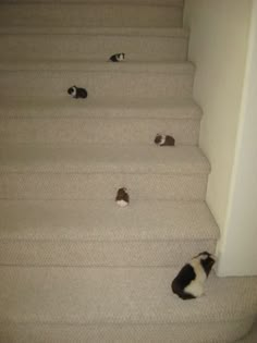 three cats are sitting on the carpeted stairs