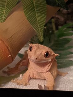 a small gecko sitting on top of a table next to a green leafy plant