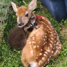 two baby deers are curled up in the grass