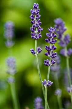 some purple flowers that are in the grass