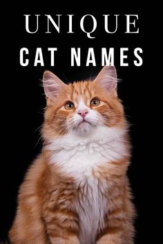 an orange and white cat with the caption unique cat names