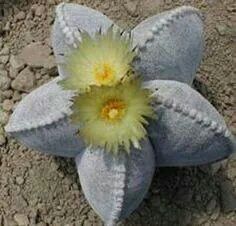 a flower that is growing out of some rocks on the ground with dirt around it