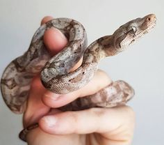 a person holding a small snake in their hand